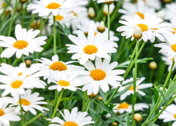 Lavanda e outras plantas medicinais levam bem-estar para dentro de casa