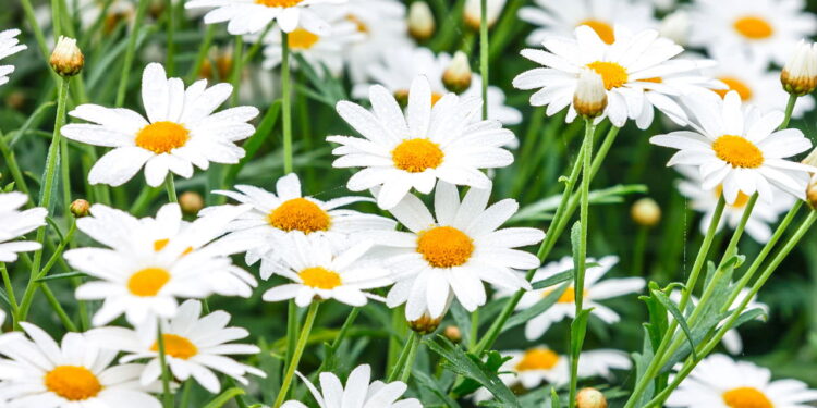 Lavanda e outras plantas medicinais levam bem-estar para dentro de casa