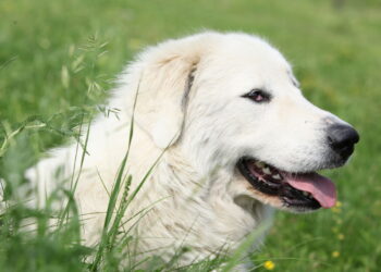 As 7 maiores raças de cães musculosos dos EUA