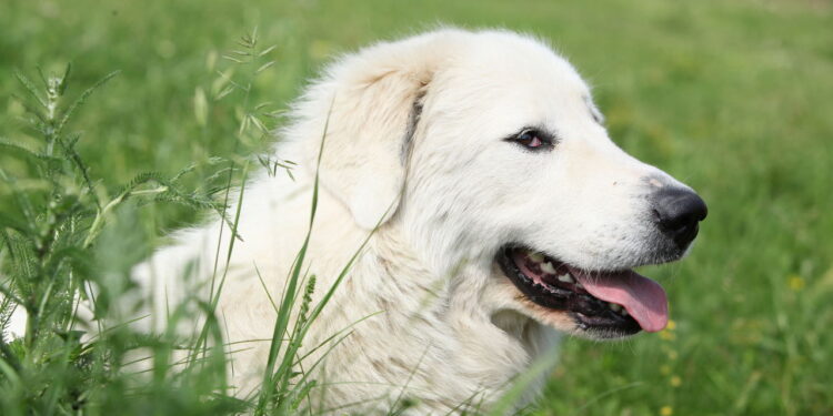 As 7 maiores raças de cães musculosos dos EUA