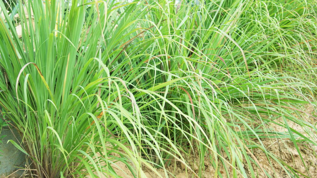 3 plantas repelentes ideais para combater pragas em locais úmidos