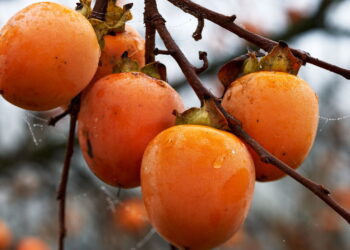 Fruta doce com textura macia desperta curiosidade entre jardineiros