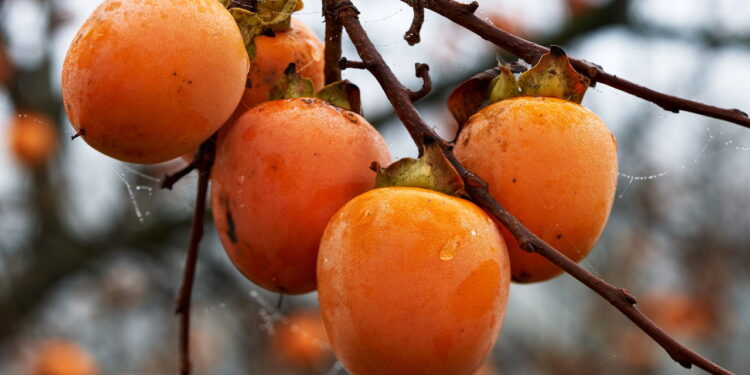 Fruta doce com textura macia desperta curiosidade entre jardineiros