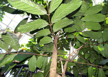 A árvore nativa do Brasil e do Sudamérica que faz repelente natural contra mosquitos