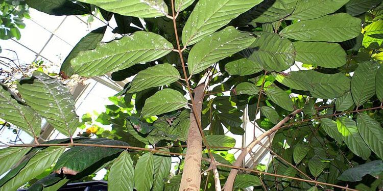 A árvore nativa do Brasil e do Sudamérica que faz repelente natural contra mosquitos