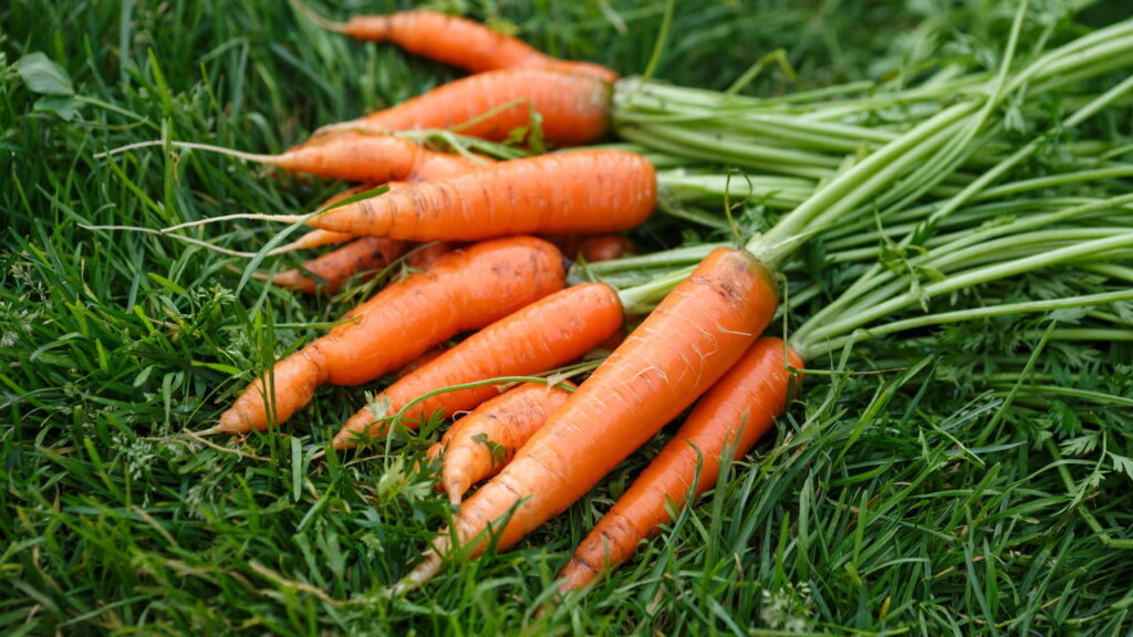 Como plantar cenouras em vasos e aumentar a produção