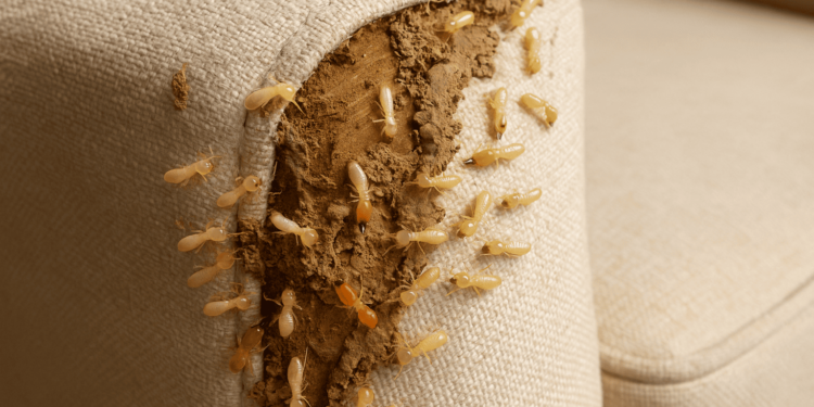 Como acabar de vez com traças, cupins e carunchos em casa