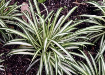 6 plantas que cuidam da sua casa enquanto decoram o ambiente