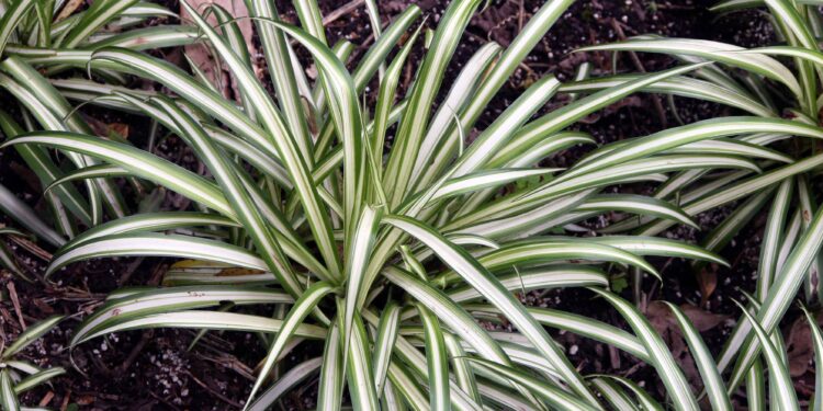 6 plantas que cuidam da sua casa enquanto decoram o ambiente