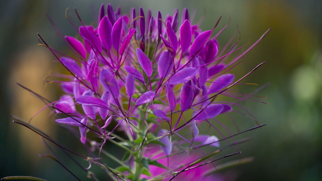Essas 3 plantas revelam a essência dos signos com charme