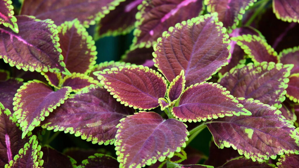 3 plantas com folhas coloridas que adicionam um toque de alegria e sofisticação