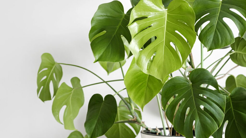 3 plantas com folhas lindas que adicionam contraste sutil aos cantos do lar