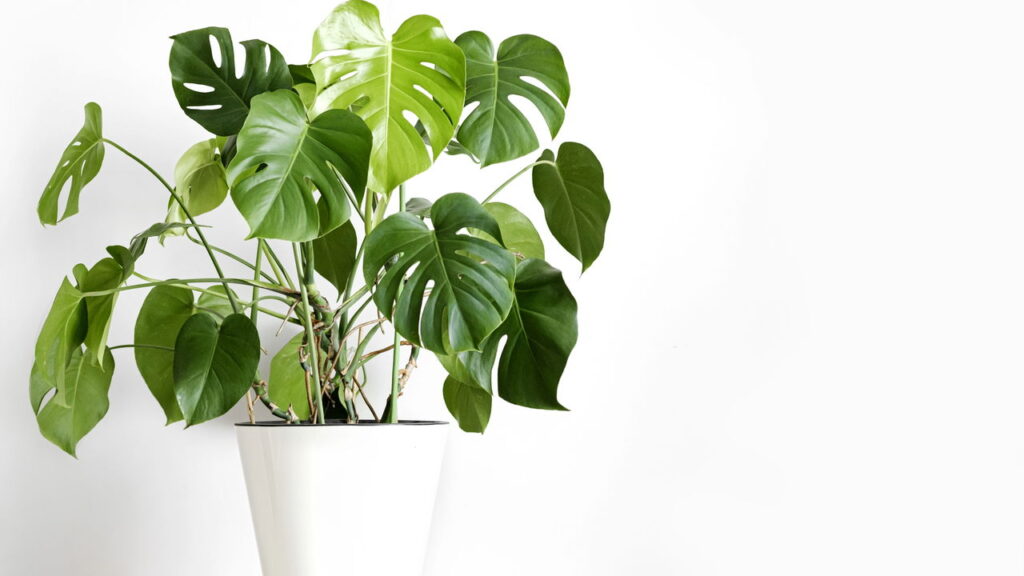 Plantas que prosperam em salas de estar e fomentam conversas