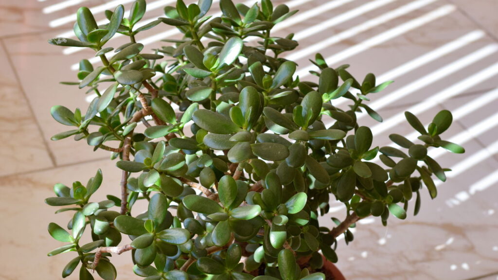 Essa planta atrai sorte e oportunidades positivas na vida cotidiana