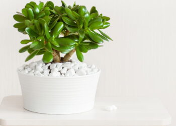Aprenda como cultivar a planta jade que traz simbolismo de sorte e prosperidade