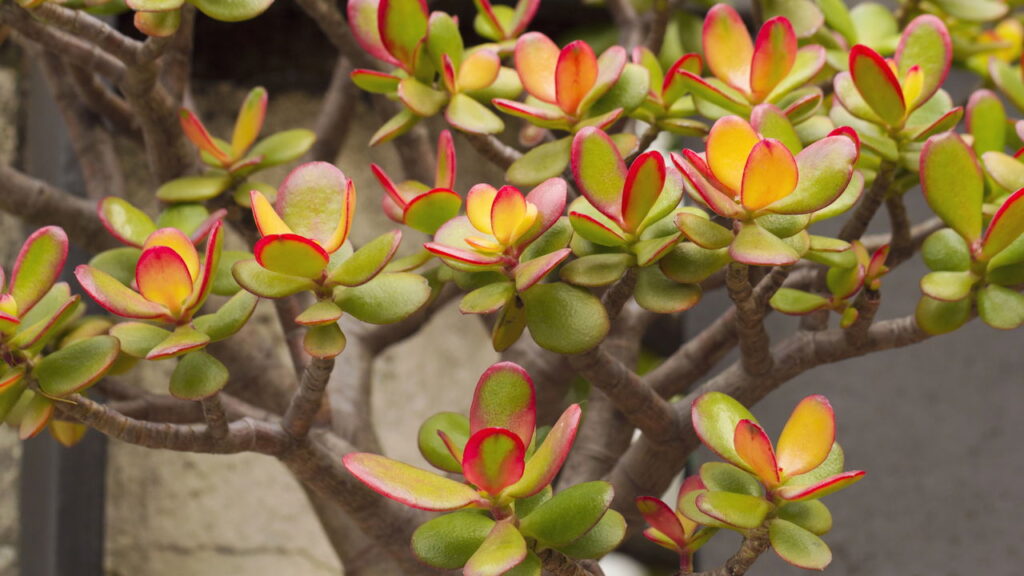Como usar a planta-jade para decorar e atrair prosperidade no lar