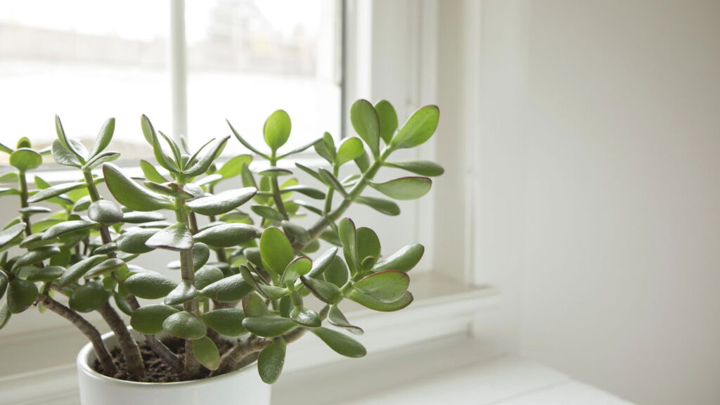 Essa planta atrai inspiração para hobbies e projetos criativos