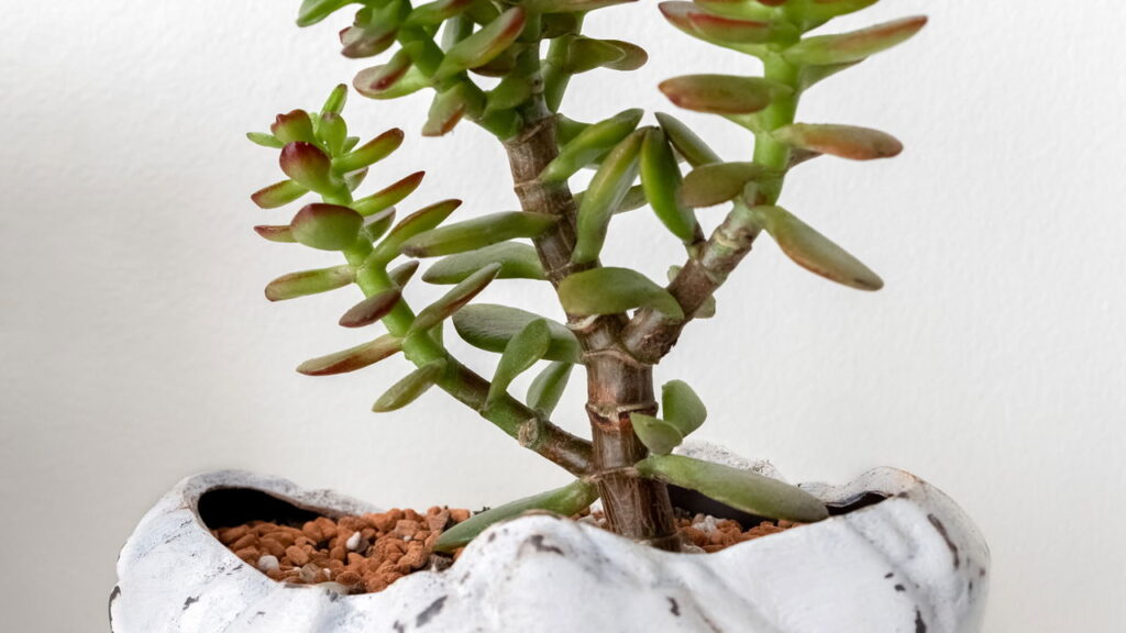 Plantas que simbolizam fortuna pedem cuidados simples