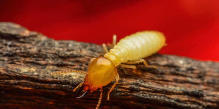 5 dicas fáceis de como acabar com cupins dentro de casa