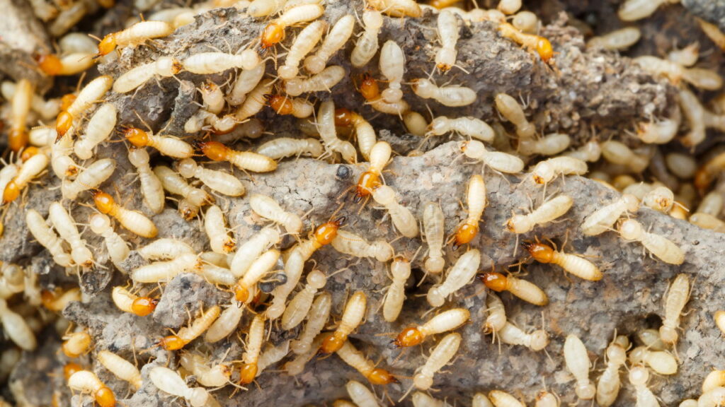 5 dicas fáceis de como acabar com cupins dentro de casa