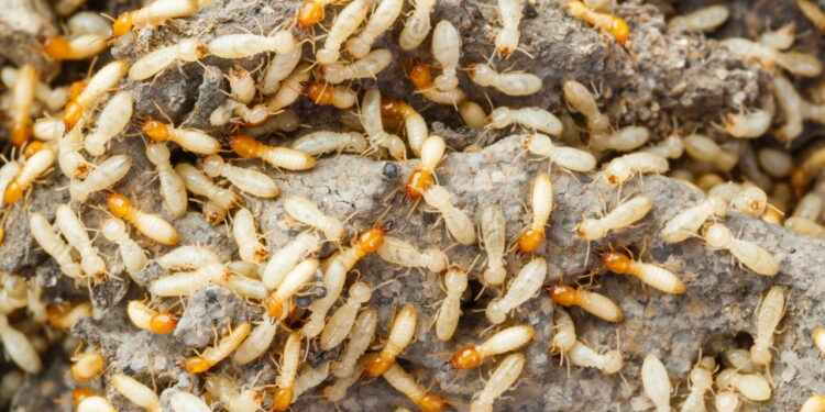 Cupins devorando seus moveis com a chegada do calor? Truques caseiros para lidar com elas sem gastar muito