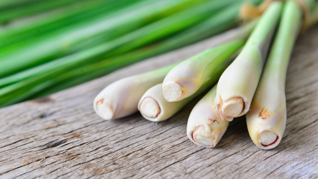 Plantas que repelem insetos naturalmente e mantêm o conforto