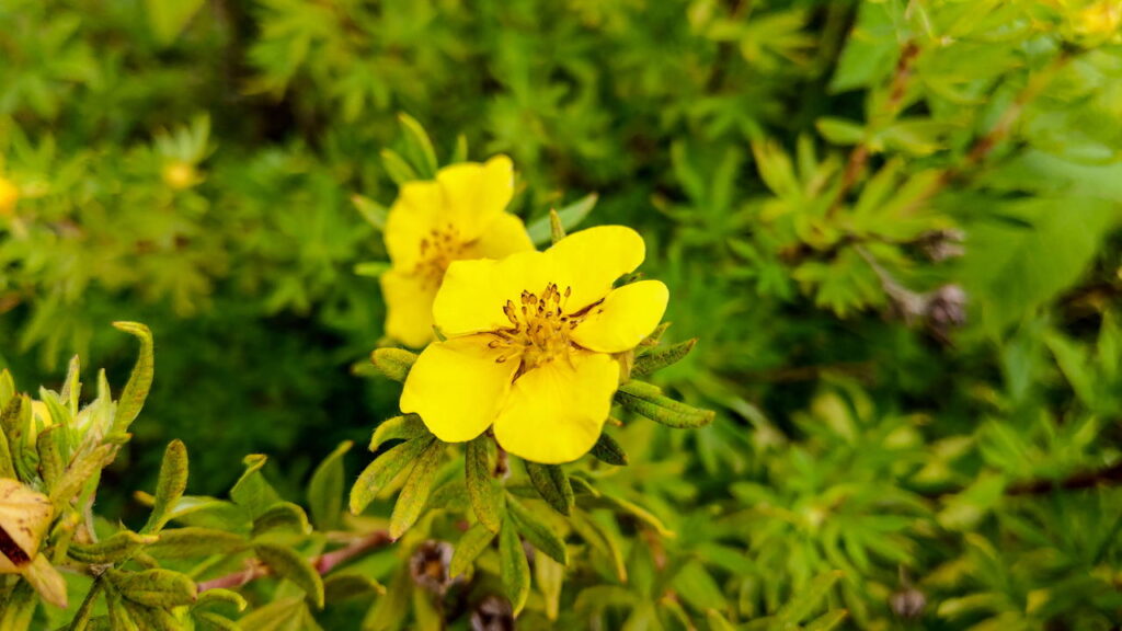 5 plantas que revitalizam a libido e estimulam conexões íntimas