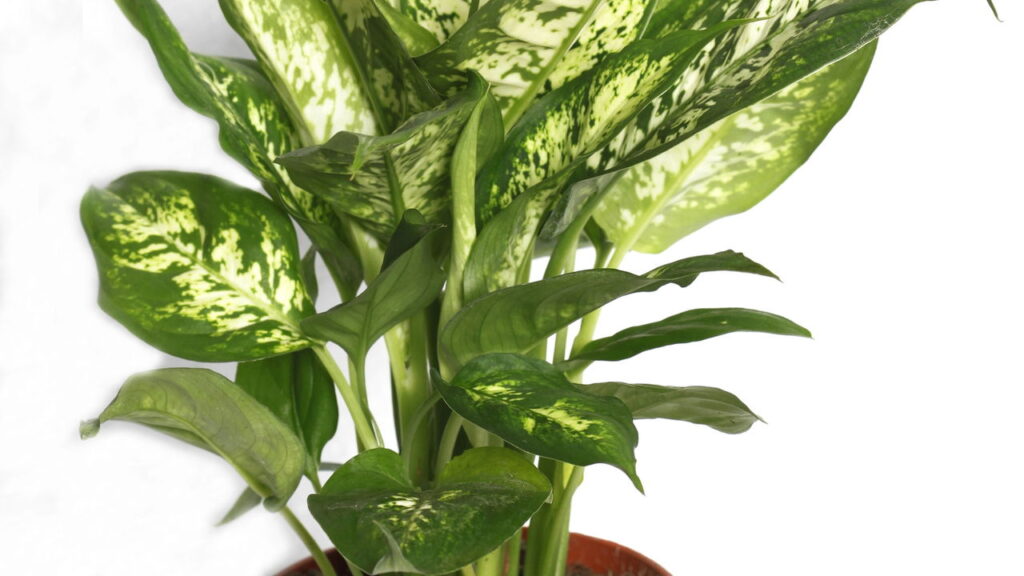 Plantas que afastam energias ruins e ainda deixam sua casa mais bonita