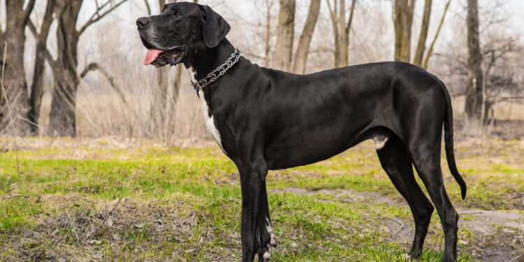 Dogue Alemão
