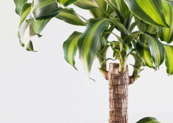 Brazilian Lucky Wood transforma o ambiente com leveza