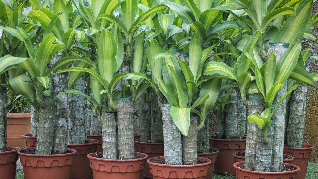 Brazilian Lucky Wood transforma o ambiente com leveza