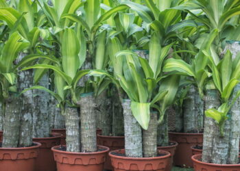 Plantas que atraem sorte e prosperidade para transformar a entrada da sua casa