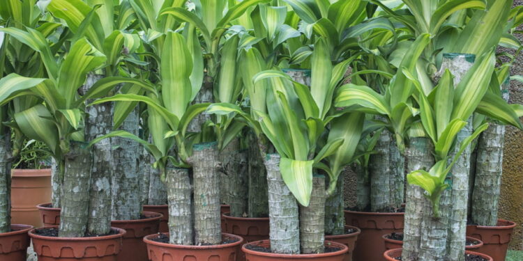 Plantas que atraem sorte e prosperidade para transformar a entrada da sua casa