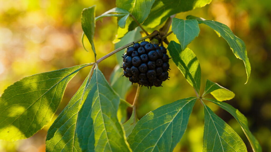 As 3 plantas mais eficazes para fortalecer sua imunidade naturalmente