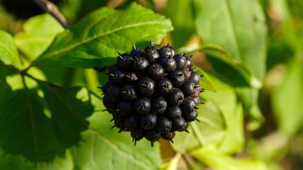 Essas 4 plantas aumentam resistência física e mental