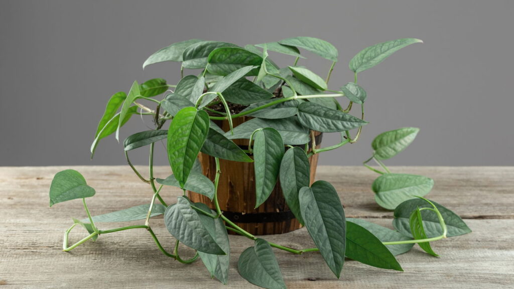 Essas 3 plantas revelam a essência dos signos com charme