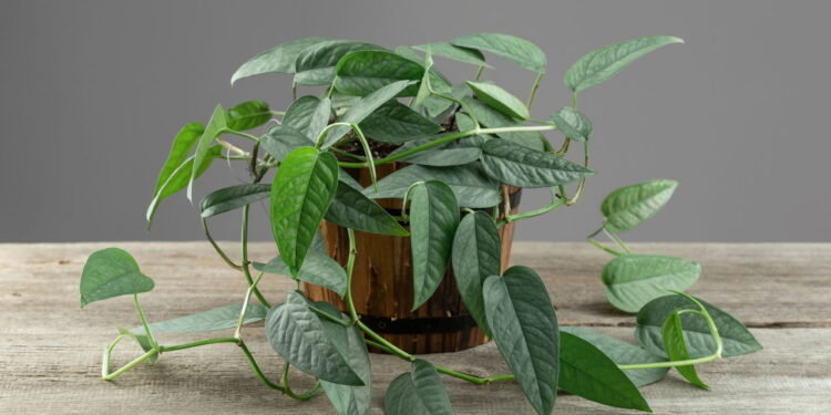 Conheça plantas ideais para ambientes pequenos que exigem pouca manutenção