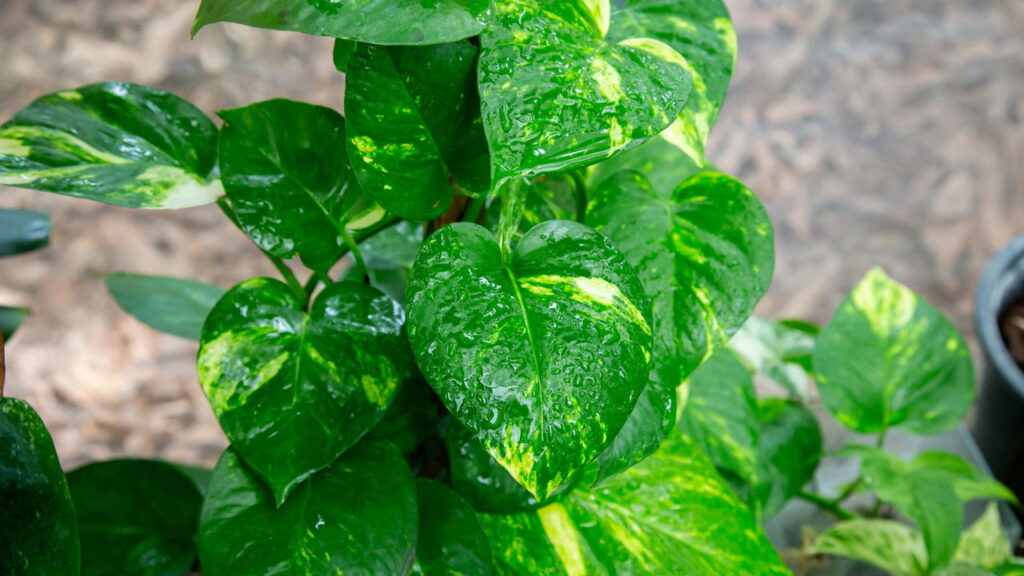 Plantas de interior que purificam o ar e deixam a casa saudável