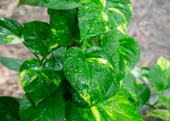 Como usar plantas para purificar o ar e melhorar a qualidade da casa