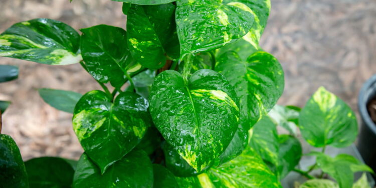 Como usar plantas para purificar o ar e melhorar a qualidade da casa