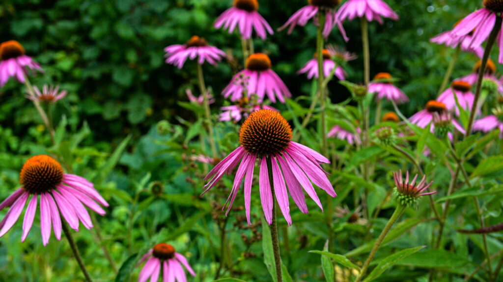 As plantas que fortalecem o sistema imunológico naturalmente