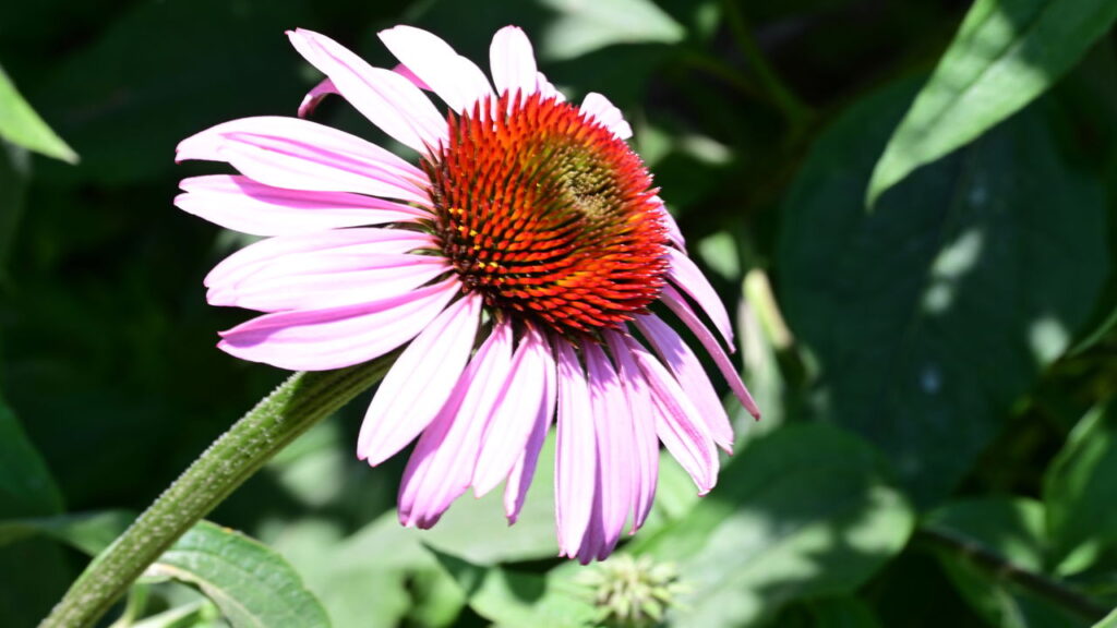 Plantas que fortalecem a imunidade natural e como cultivar