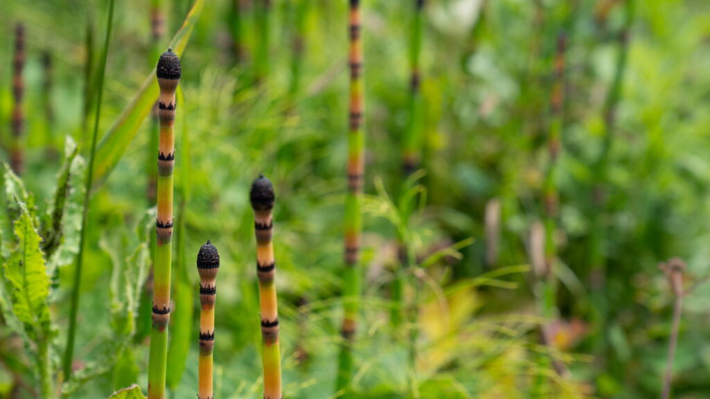4 plantas resistentes que adicionam frescor e vitalidade aos cantinhos esquecidos