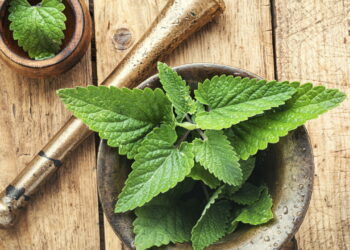 Chá de erva-cidreira ajuda na digestão e relaxa, mas exageros ou uso errado causam desconfortos