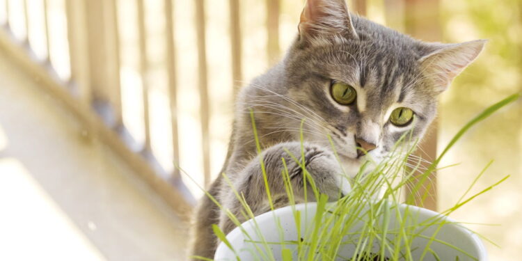 Se seu gato come plantas isso pode ser mais comum do que você imagina