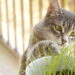 Se seu gato come plantas isso pode ser mais comum do que você imagina