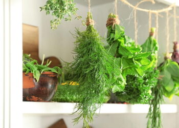 As 3 ervas que melhoram a digestão e podem ser cultivadas em casa