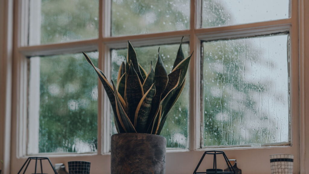 Plantas que absorvem ruídos e criam cantos tranquilos no lar