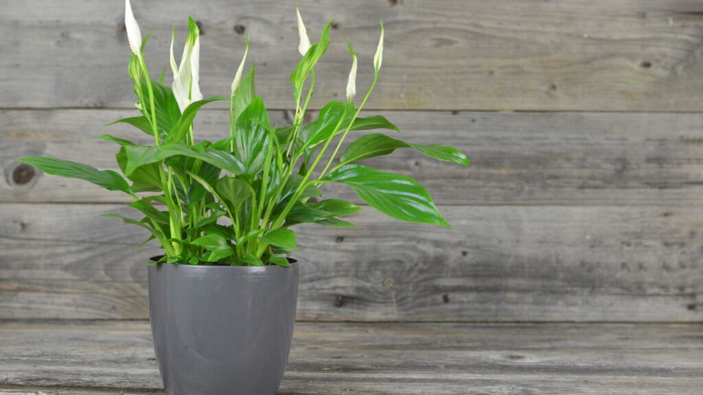 Essas plantas melhoram o ar e até a qualidade de via 