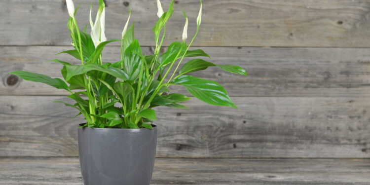 Beleza e ar puro com plantas que filtram o ar de forma natural